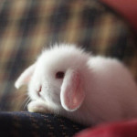 awek melayu bertudung 3gp