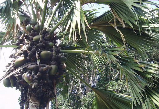 pokok double coconut yang kuat
